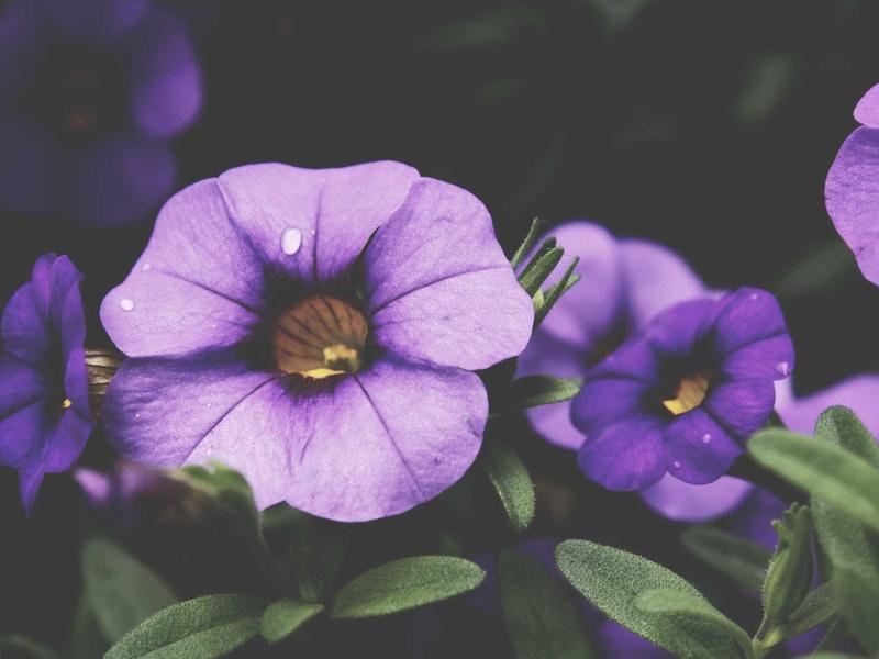 sudoku versus mode screenshot 1